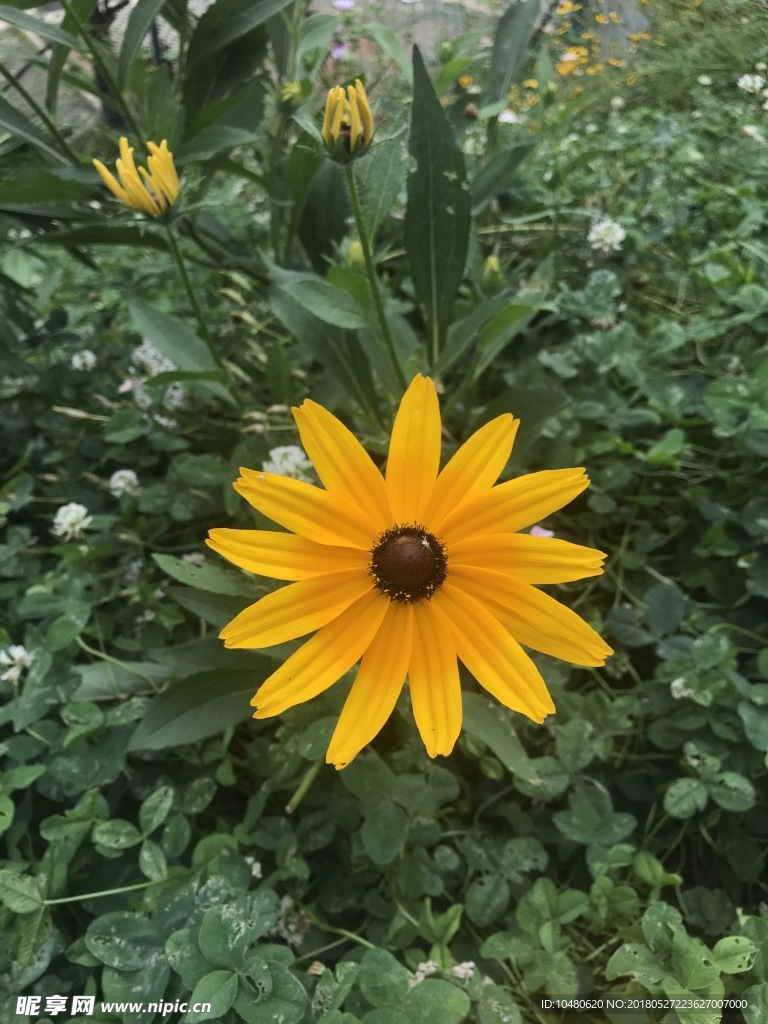 黑心菊