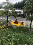 蛇目菊