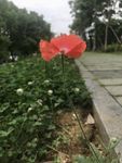 虞美人