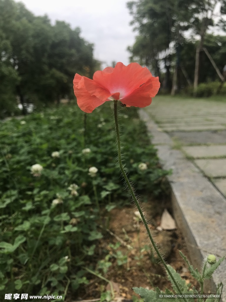 虞美人