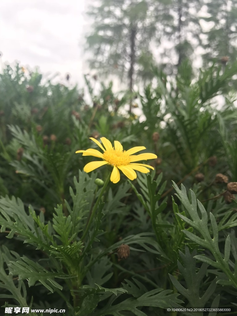 木茼蒿
