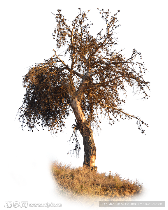 透明背景树png
