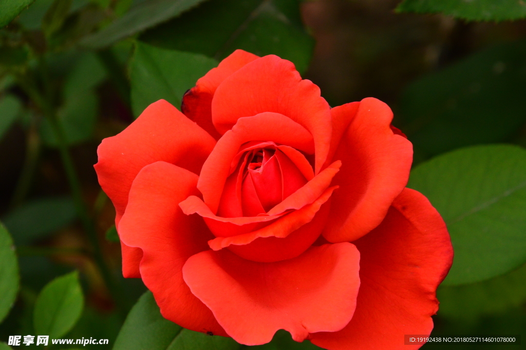 月季花