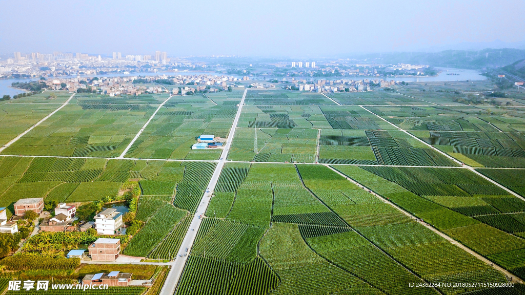 蔬菜基地