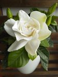 栀子花