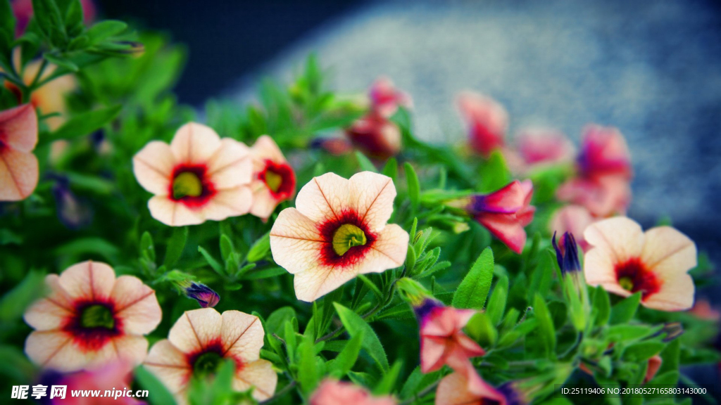 花海
