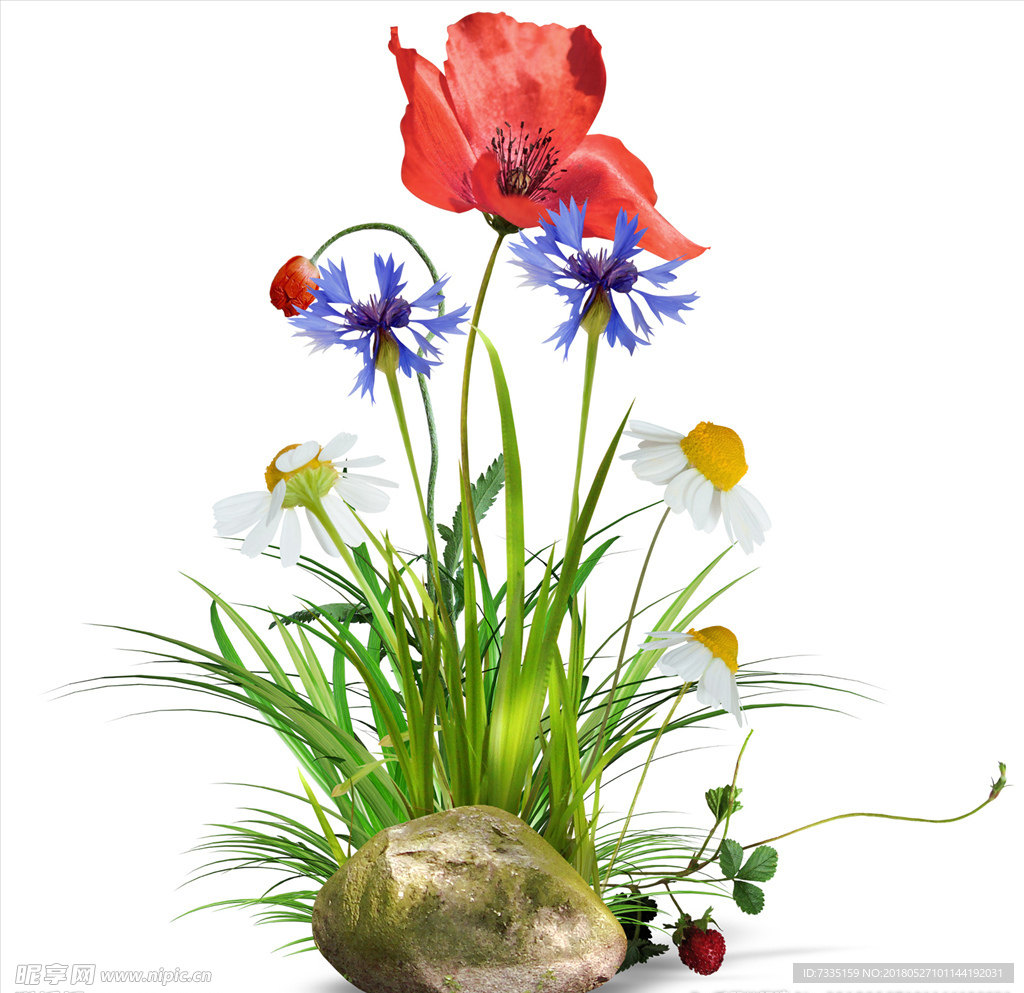 花    透明素材   高清花