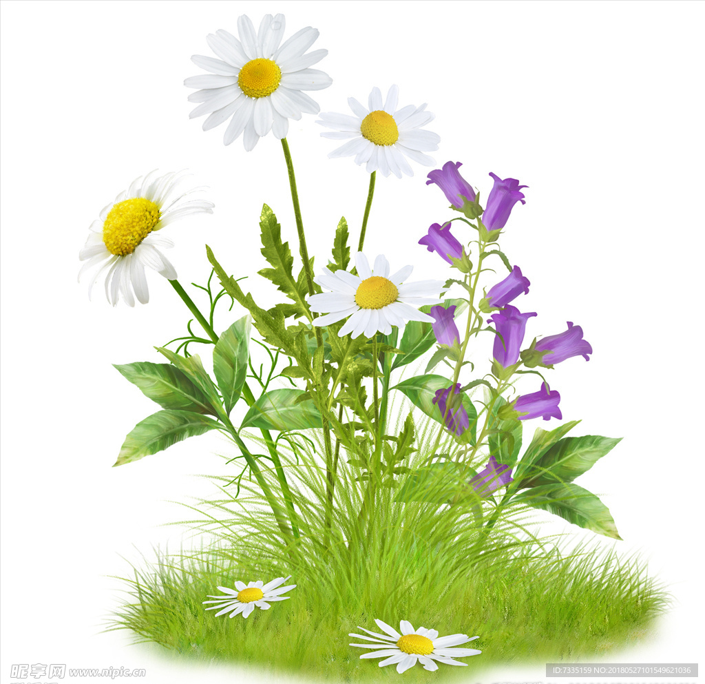 花    透明素材   高清花