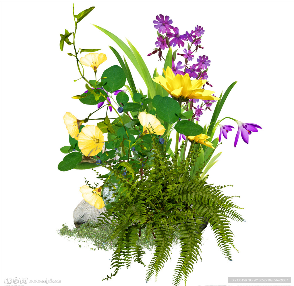 花    透明素材   高清花