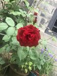 月季花