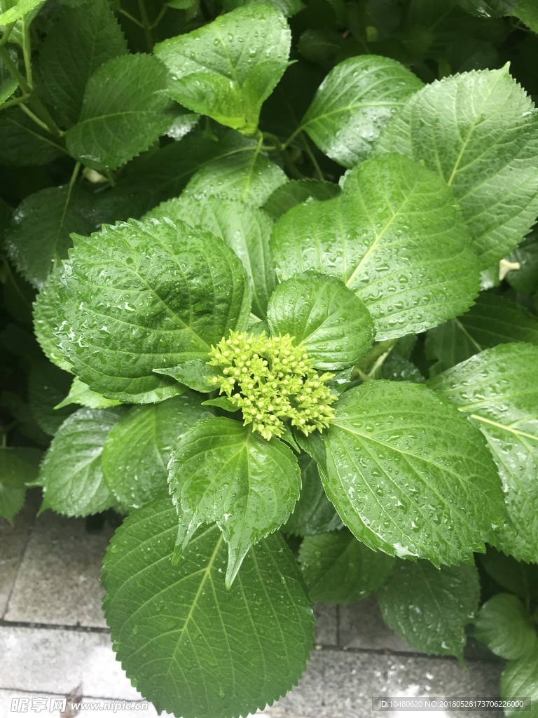 绣球