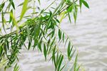湖面柳枝随风飘