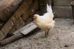 实拍高清农村土鸡