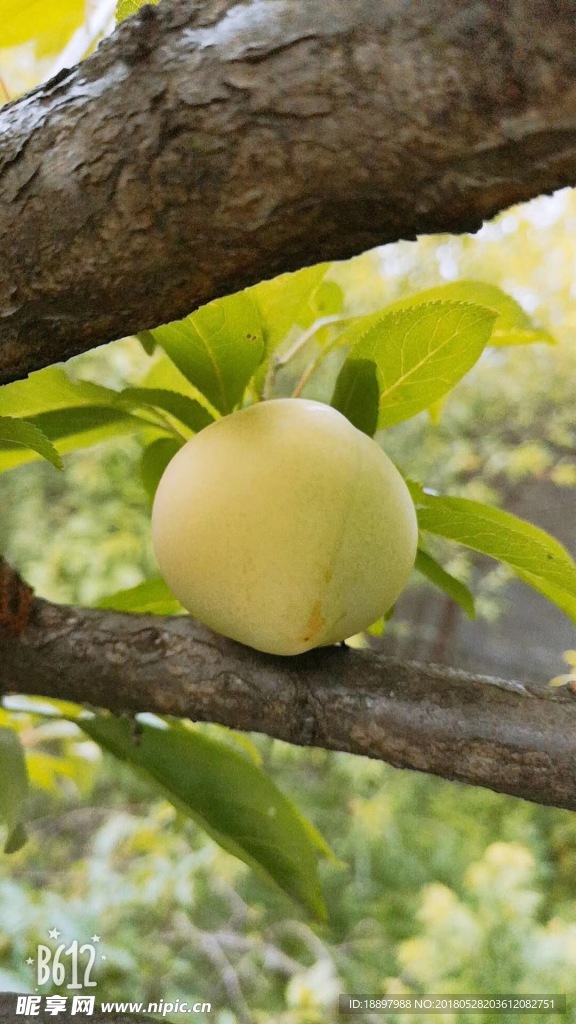 李子