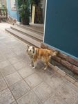 狗狗