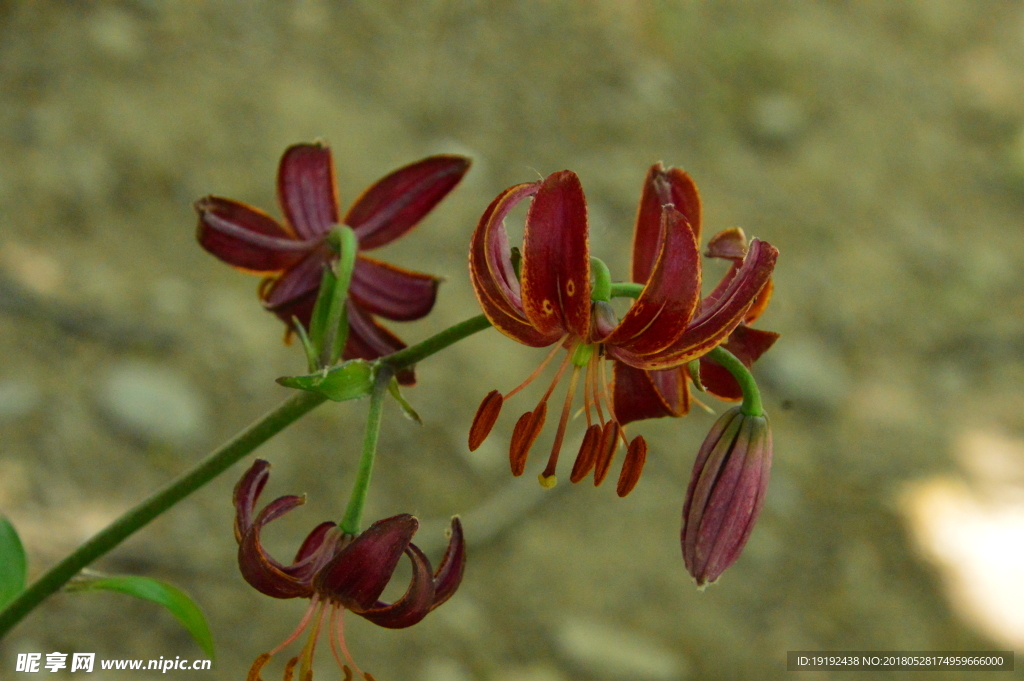 百合花