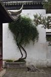 狮子林盆景
