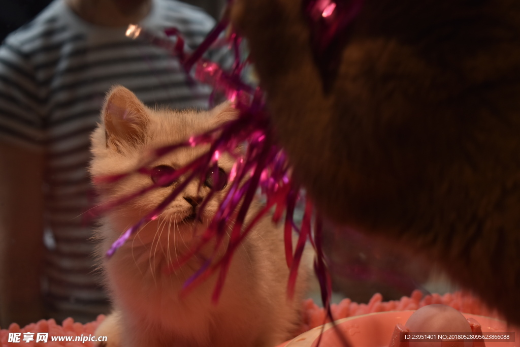 猫