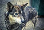 狗 犬类 宠物 摄影