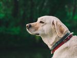 狗 犬类 宠物 摄影