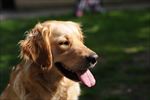 狗 犬类 宠物 摄影