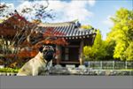 狗 犬类 宠物 摄影
