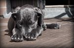 狗 犬类 宠物 摄影