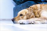 狗 犬类 宠物 摄影