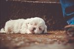 狗 犬类 宠物 摄影