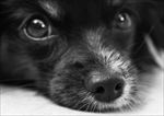狗 犬类 宠物 摄影