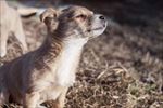 狗 犬类 宠物 摄影