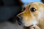 狗 犬类 宠物 摄影