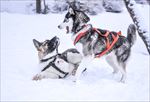 狗 犬类 宠物 摄影