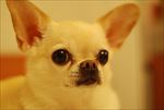狗 犬类 宠物 摄影