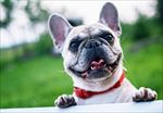 狗 犬类 宠物 摄影