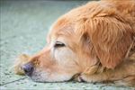 狗 犬类 宠物 摄影
