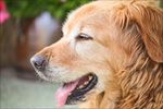 狗 犬类 宠物 摄影