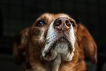 狗 犬类 宠物 摄影