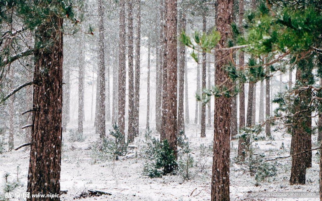雪景