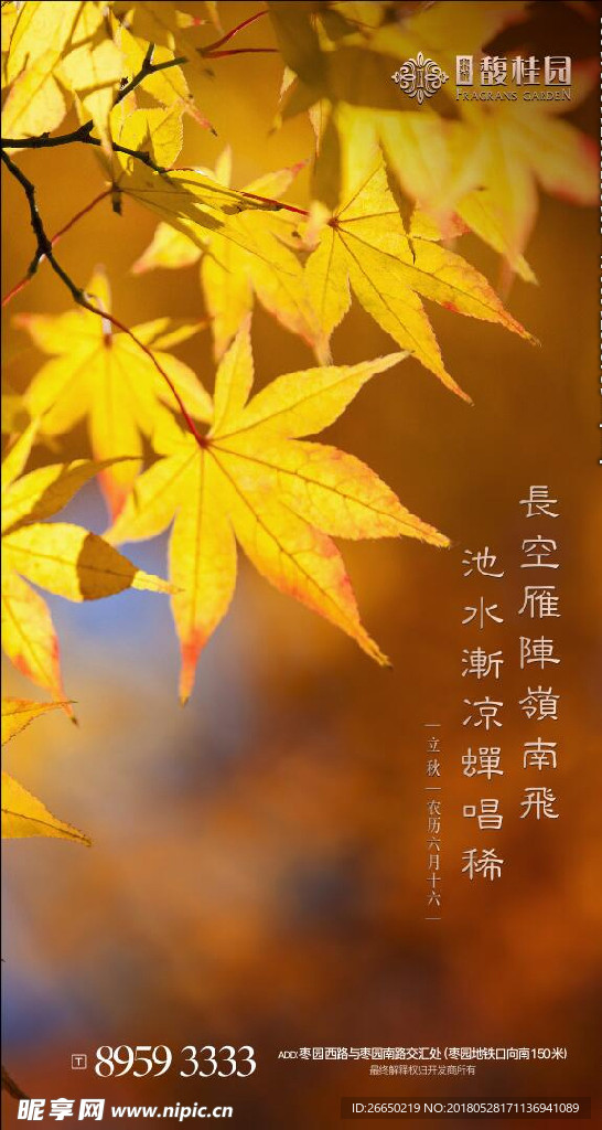 立秋 枫叶