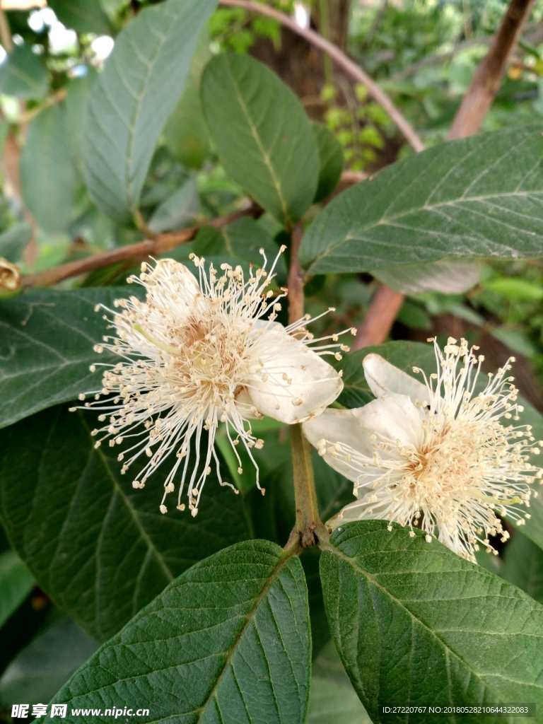 两朵潘石榴花