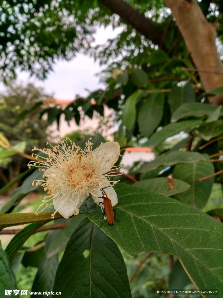 花上的昆虫