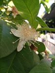 一朵潘石榴花