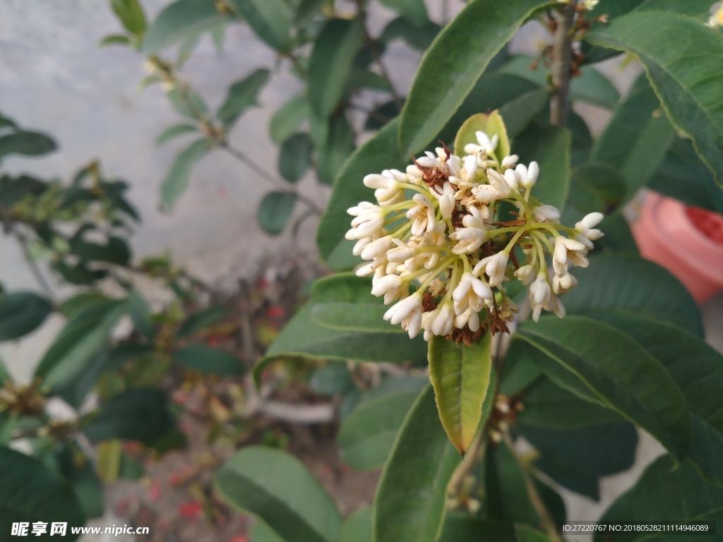 一束桂树花