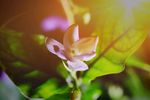 茉莉花