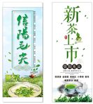 信阳毛尖