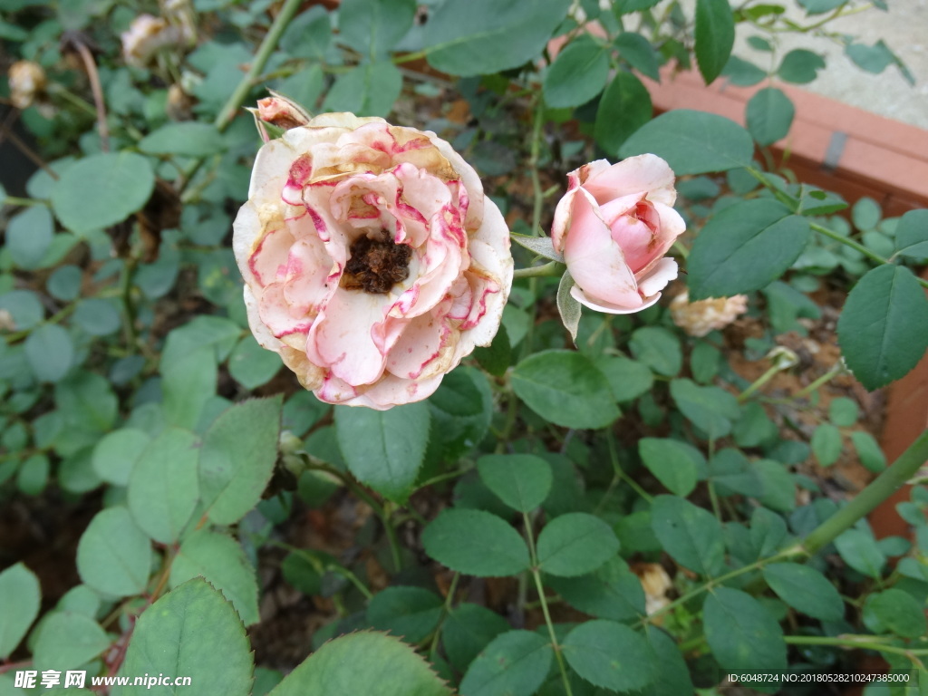 月季花