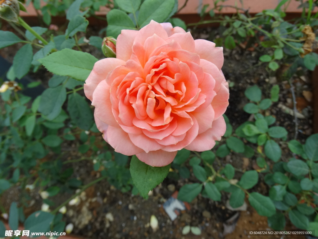月季花