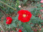 月季花