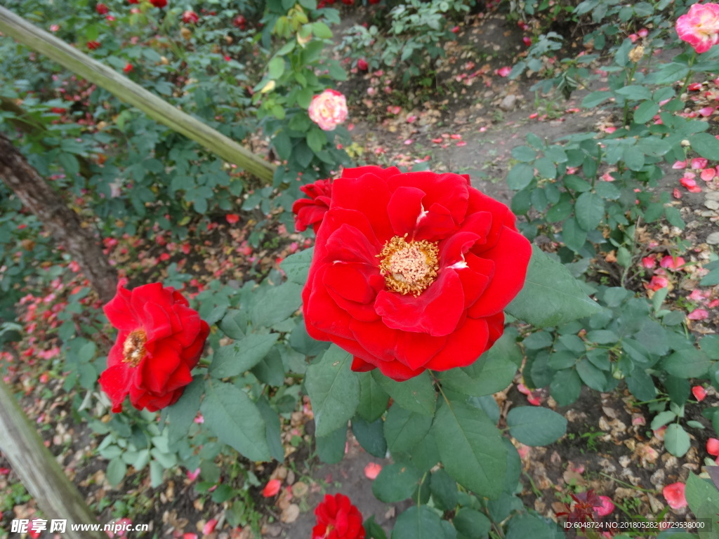 月季花